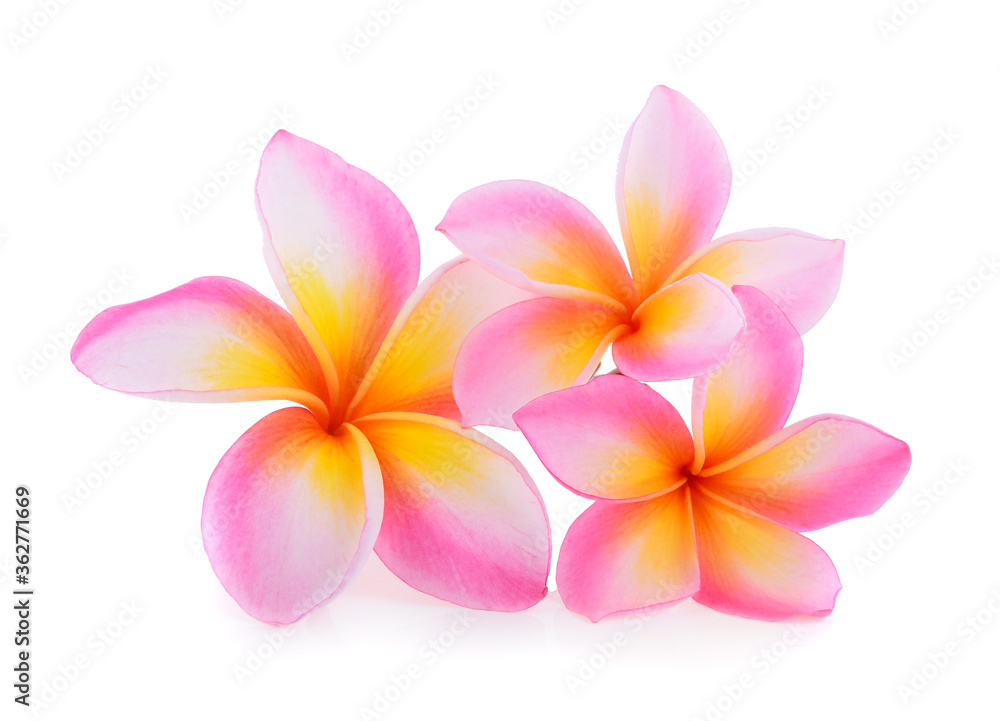 Frangipani (plumeria) isolated on white background Frangipani (plumeria) isolated on white background