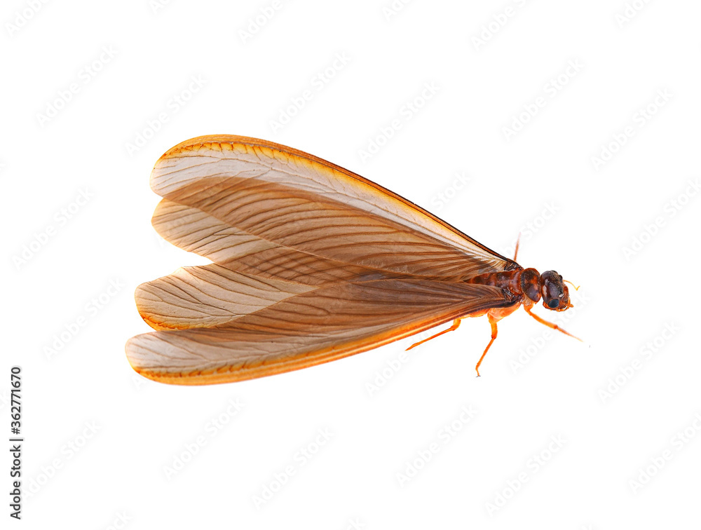 Mayfly isolated on white background Mayfly isolated on white background