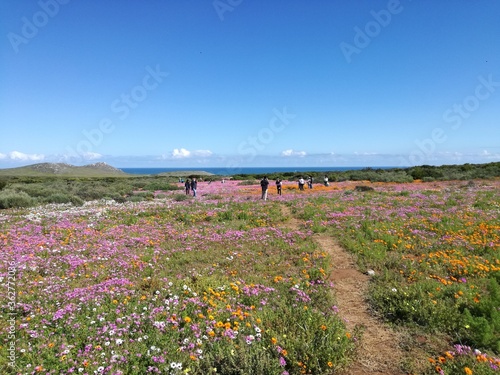 Spring Flower Season: West Coast National Park, Cape Town, South Africa