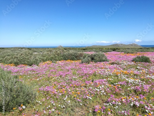 Spring Flower Season: West Coast National Park, Cape Town, South Africa