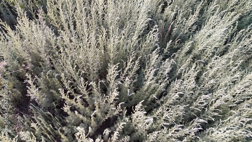  velvet grass in the field photo