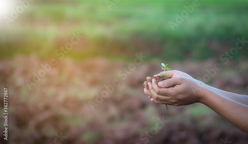 man holds a young plant on palm in a plantation . concept for save the world , natural preserve, earth day , sustainable. © Nikorn