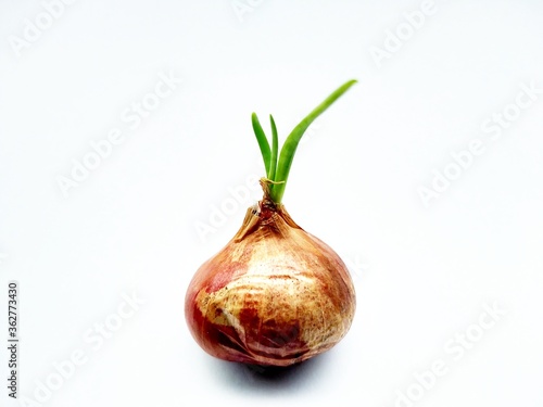 onion on a white