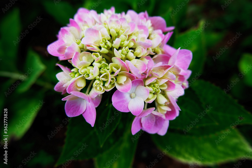 blooming pink violet and green flowers with green background