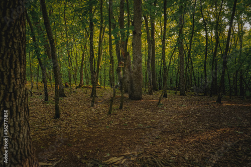 Panorama impenetrable forest in summer
