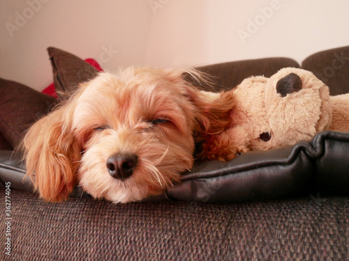 ソファーで眠るアプリコットの小型犬 マルプー Stock Photo Adobe Stock