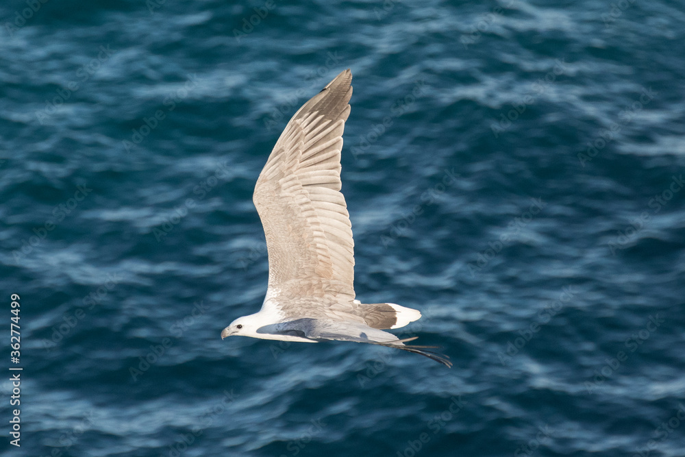 Fototapeta premium White-bellied Sea Eagle in flight