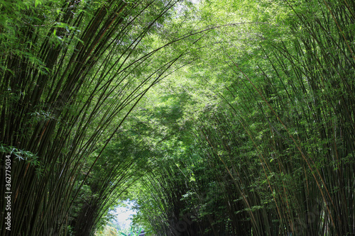 Fototapeta Naklejka Na Ścianę i Meble -  The bamboo forest in nature at thailand