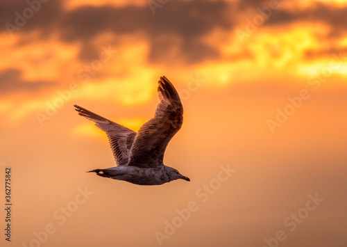 seagull in the sunset