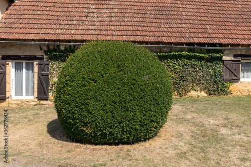 Manicured garden shrubs. Green garden balls in France