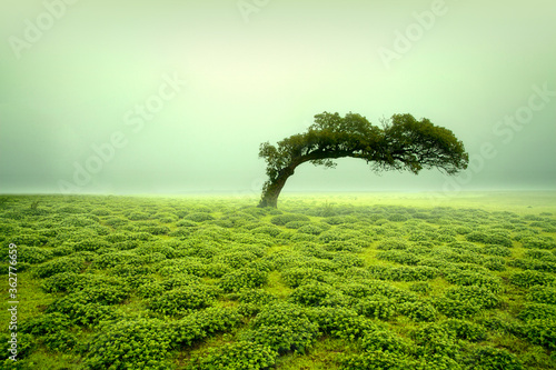 Beautiful view of green Kaas Plateau, satara, maharashtra, india. photo