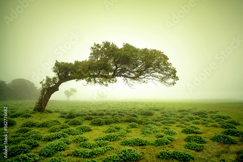 Fotografie Beautiful view of green Kaas Plateau, satara, maharashtra, india.