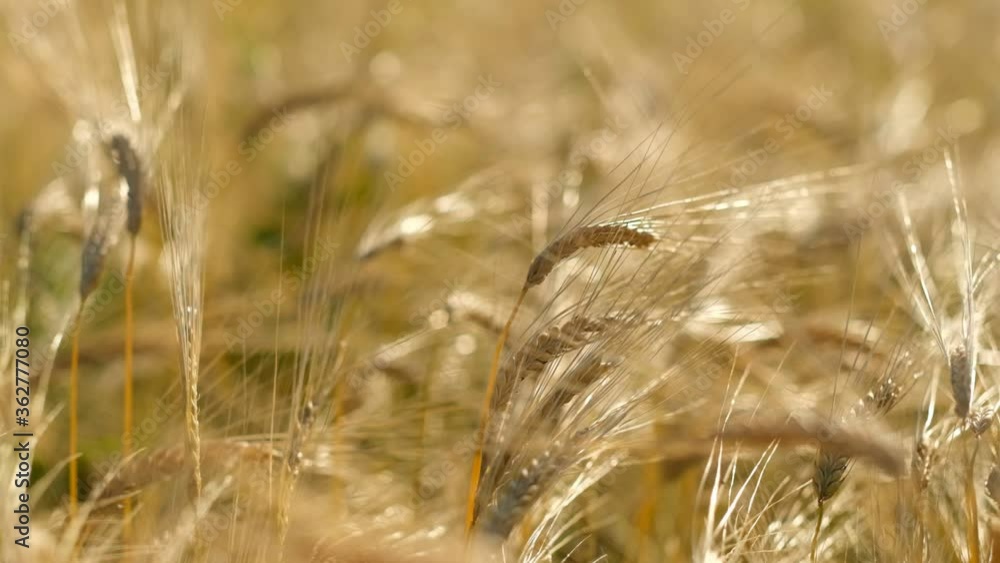 Rye ripens on the field in summer. The wind pumps ripe rye in the wind in the summer. Rye ripens on the field in summer. The wind pumps ripe rye in the wind in the summer.