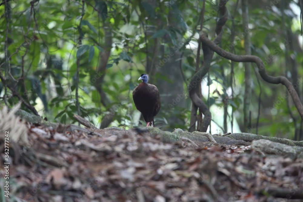 Fototapeta premium Great argus (Argusianus argus) in South Thailand