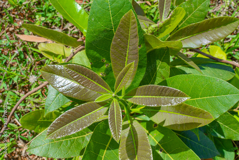 Beautiful Green Leaves on plant at the garden. Beautiful Green Leaves on plant at the garden.
