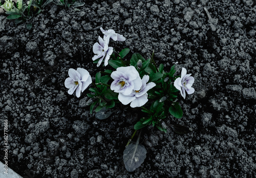 beautiful flowers of pansies white in the ground