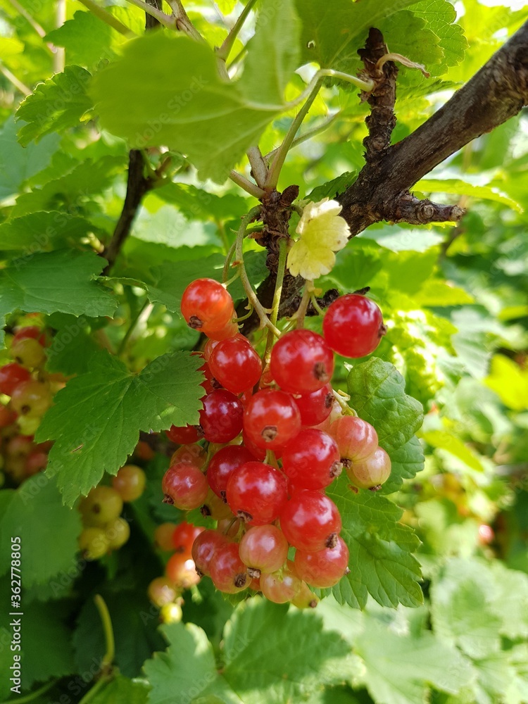 Red currant berries on a branch Red currant berries on a branch