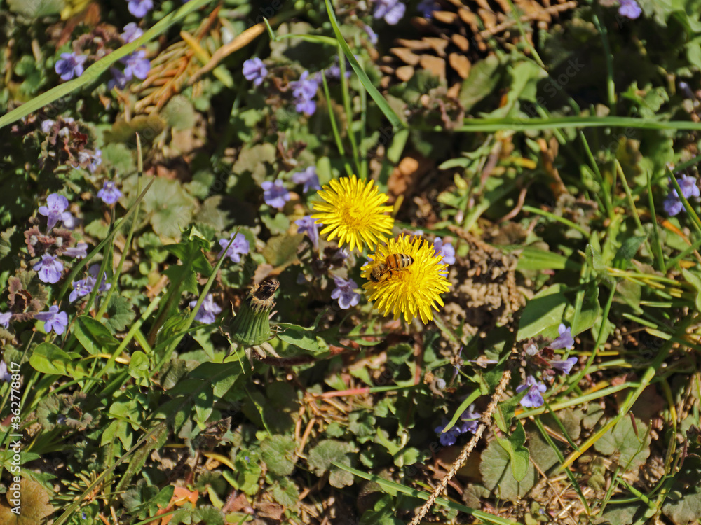 Löwenzahn mit Wildbiene Löwenzahn mit Wildbiene