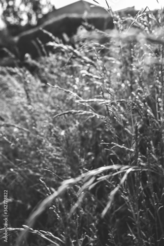 Phalaris arundinacea or canary cane herb. Field in the rays of the summer sunset