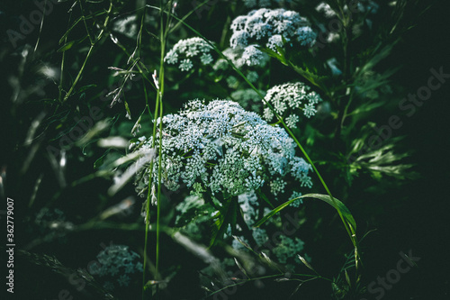 wild white flowers. close up shot. macro