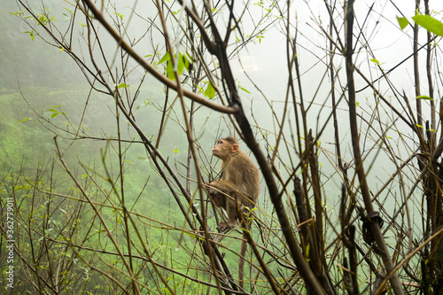 A monkey sits on a tree in India.