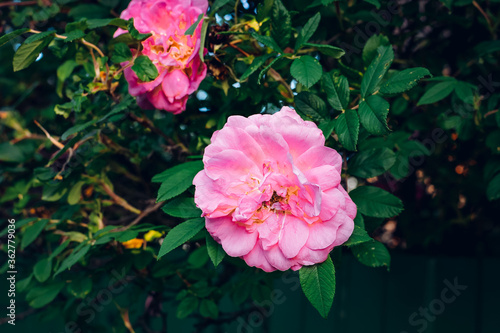 Garden pink rose on a bush. Beautiful bud