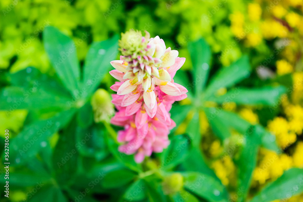 Beautiful pink Lupin on a flower bed in summer. Beautiful pink Lupin on a flower bed in summer.