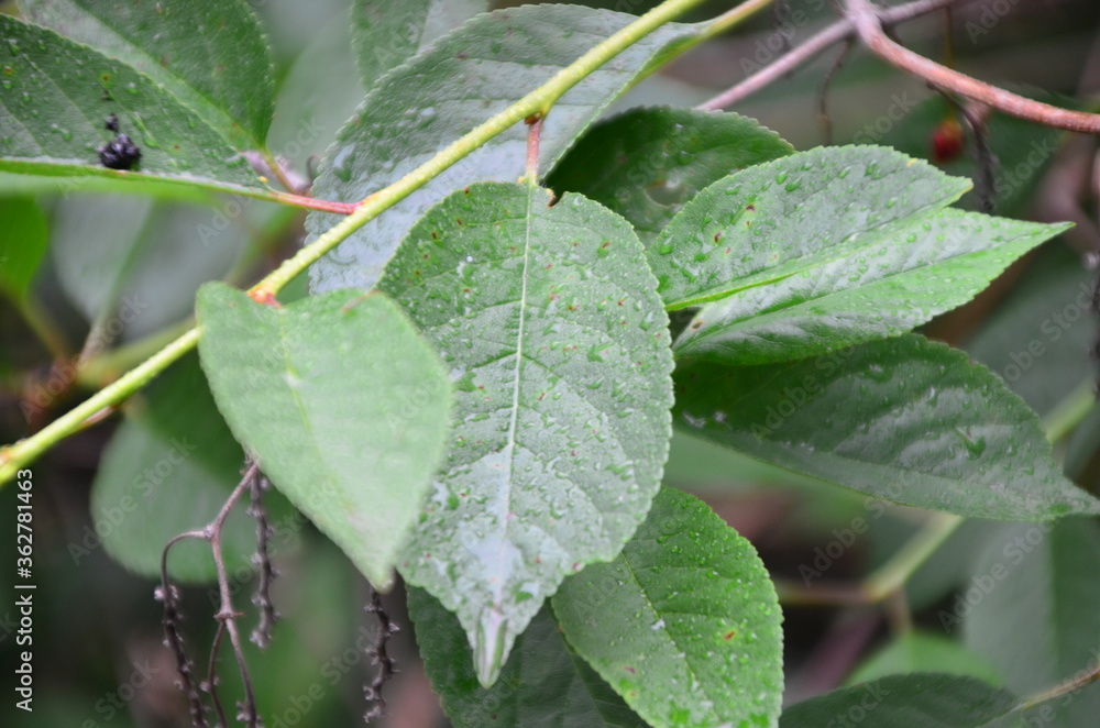 rainy season, water drop on green palm leaf, big foliage in rain forest, nature background rainy season, water drop on green palm leaf, big foliage in rain forest, nature background