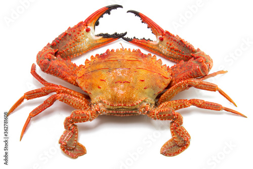 red crab isolated on white background , the back of the coked crab