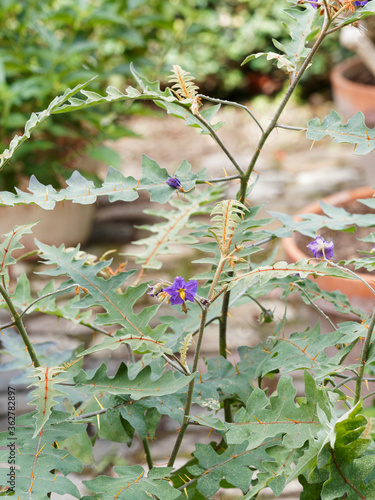 (Solanum sisymbriifolium) Morelle à feuilles de sisymbrium, lancéolées et lobées, épineuses et inflorescence en cymes bleu-violet avec de longues étamines jaune photo