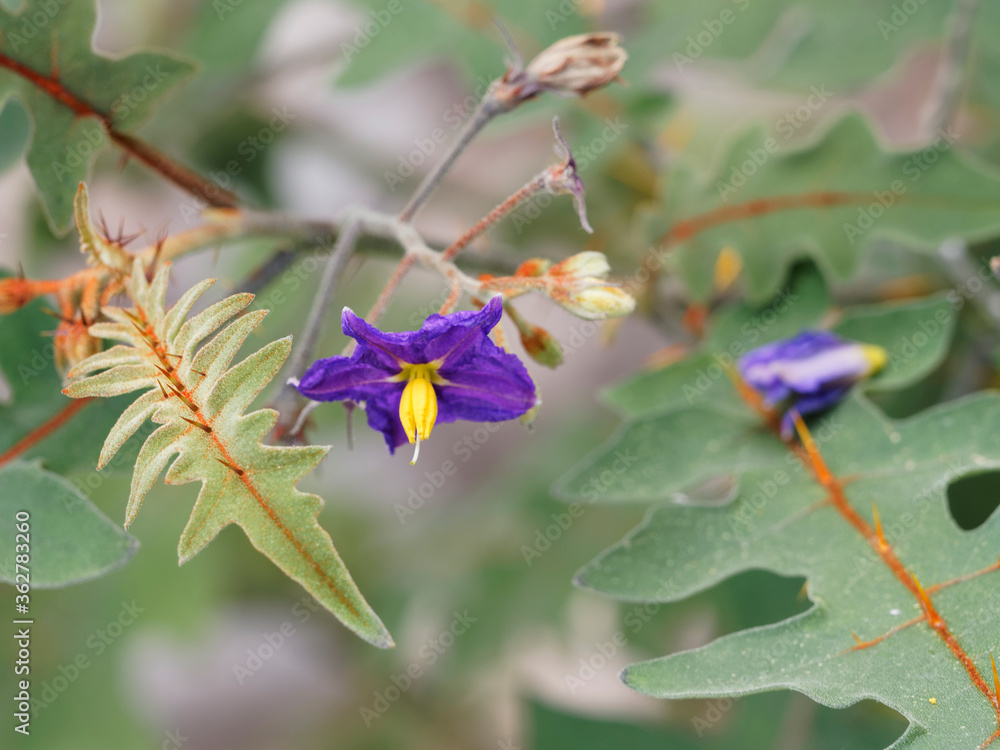 (Solanum sisymbriifolium) Gros plan sur fleur bleu-violet dressée de Morelle de Balbis ou Tomate Litchi (Solanum sisymbriifolium) Gros plan sur fleur bleu-violet dressée de Morelle de Balbis ou Tomate Litchi