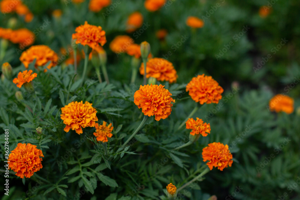 orange marigold flowers in the garden orange marigold flowers in the garden