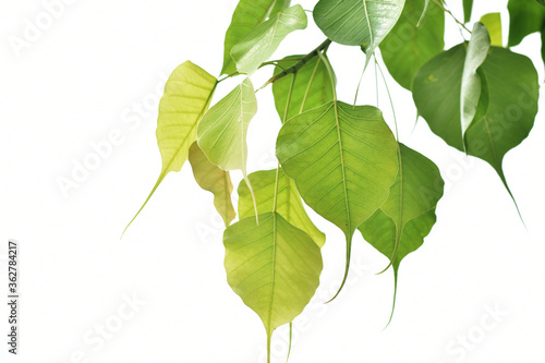 Yellow-green Bodhi leaves In white background