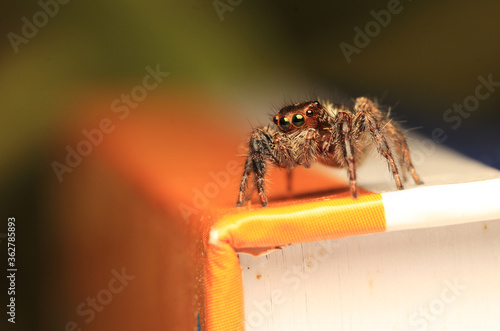 spider on the wall