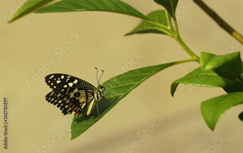 butterfly on green leaf