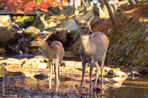 Japan. Deer in the park of ...