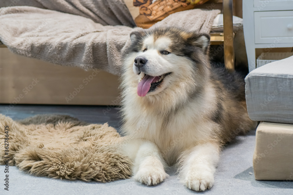 Malamute fluffy online