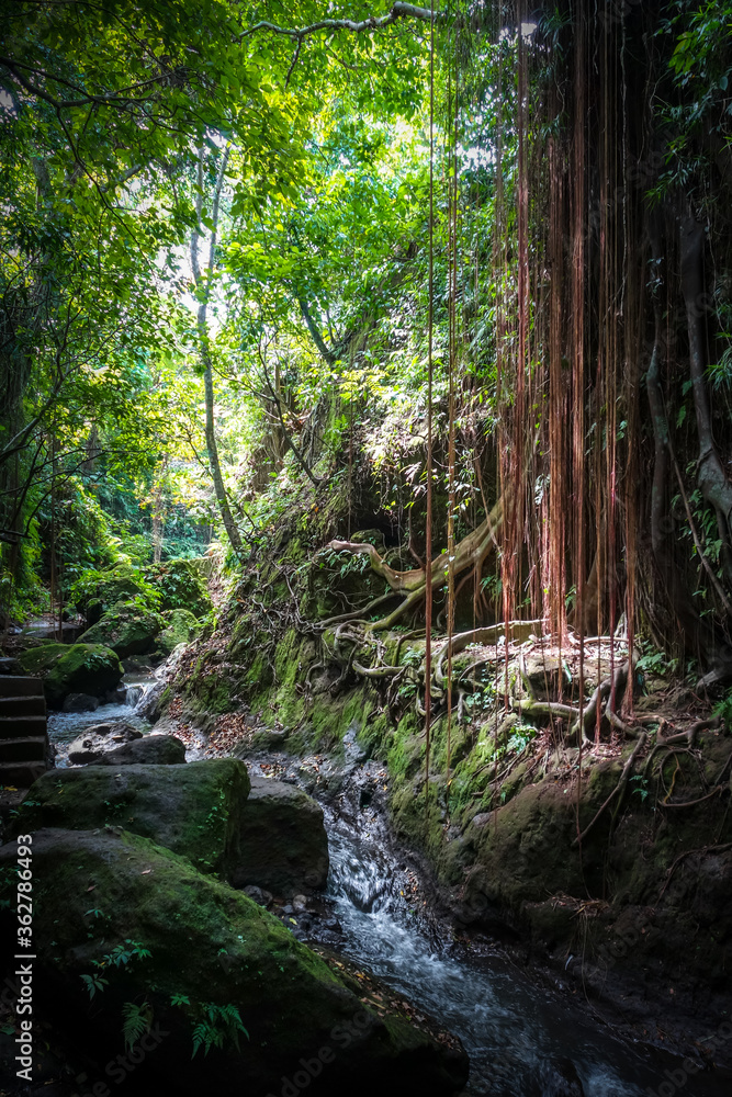 Fototapeta premium Jungle river landscape in the Monkey Forest, Ubud, Bali, Indonesia