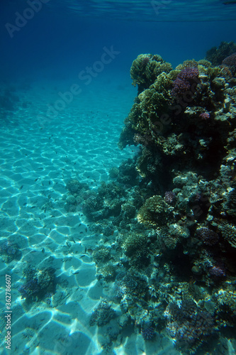 coral reef in Egypt in Hurghada