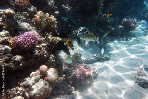 coral reef in Egypt in Hurghada © jonnysek