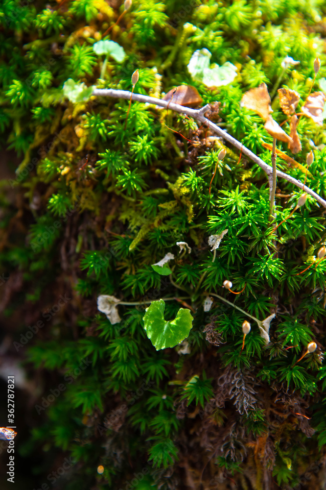 沢山の苔とハート形の植物 沢山の苔とハート形の植物