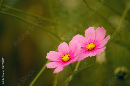 pink cosmos flower