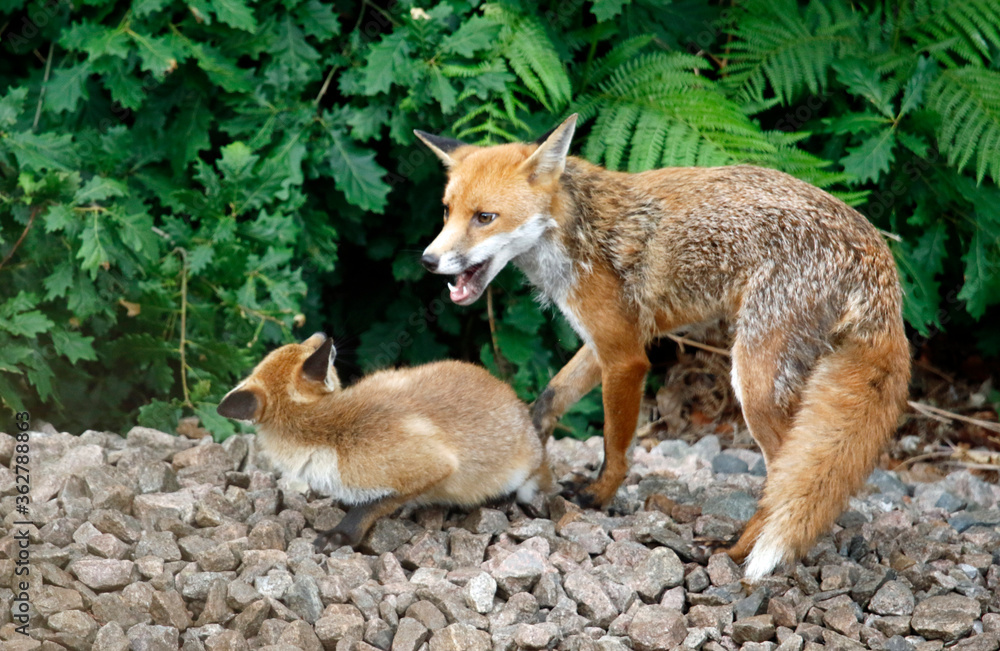 female urban fox and her cub female urban fox and her cub