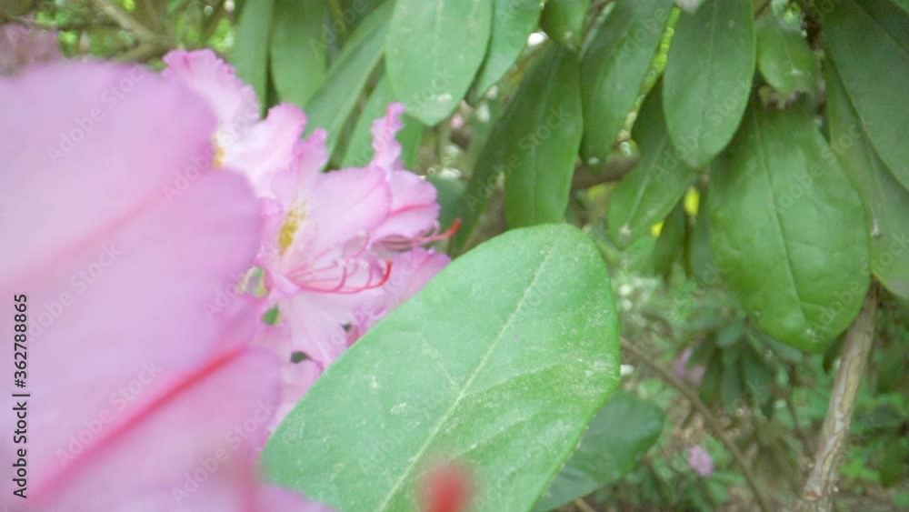 The long red stamens of the pink flowers in the garden The long red stamens of the pink flowers in the garden