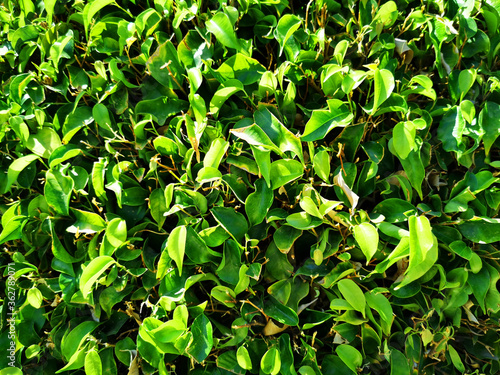 ficus benjamina texture © jonnysek