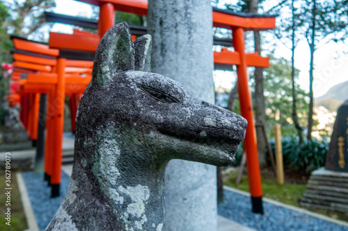 Guardian fox (Kitsune) stone statue in Suwa Shinto Shrine in Nagasaki, Japan, with row of wooden Torii Gates in the background. photo