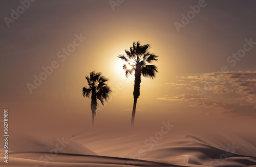 Palm trees silhouette at sunset