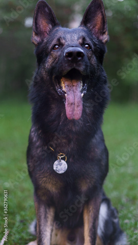 Dog portrait closeup. German shepherd dark color looking at the camera with his tongue hanging out