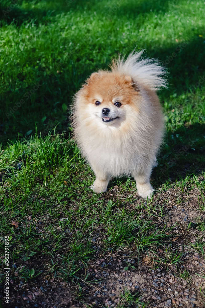 A cute fluffy red pomeranian dog standing on the green grass in the summer park looking away