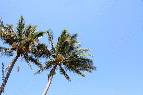 Beautiful Bargara on Fraser Coast Queensland, Australia, showing trees, beach, water
